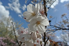 オムロアリアケ