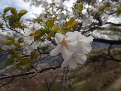 オオシマザクラ