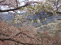 オオシマザクラとヤマザクラ