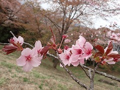 オオヤマザクラ