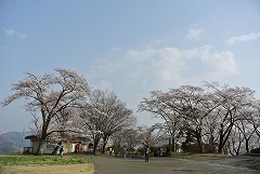 広場のソメイヨシノ6分咲き