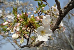 イズヨシノ開花