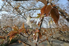ヤマザクラ開花している枝