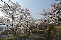 山頂へ向かう道路のソメイヨシノ満開