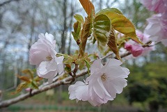 イトククリの花束