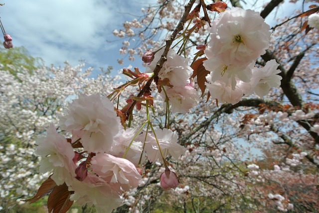 八重が連なる枝