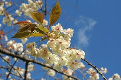 満開のウコンの黄色い花