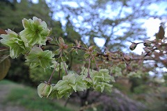 ツボミのあるギョイコウの枝