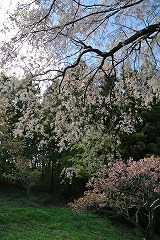 静かに散るシダレザクラ