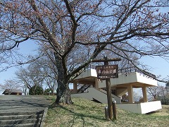 公園入口のソメイヨシノまだつぼみ