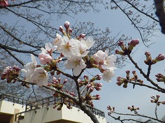 展望台とソメイヨシノ