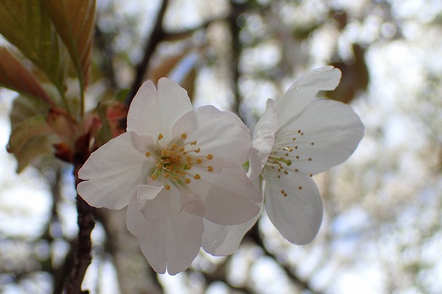 旗弁のあるハクサンハタザクラ