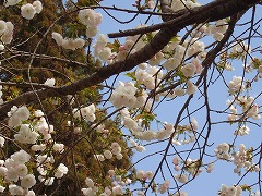 シロタエの花々