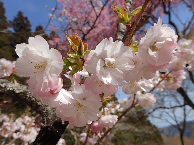 タカサゴの色味