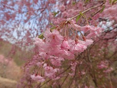 ヤエベニシダレ