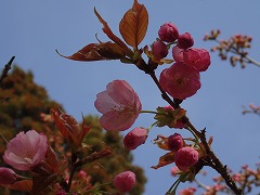 ヤエムラサキザクラ