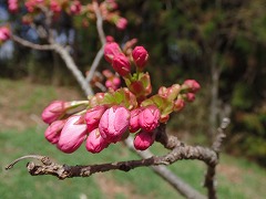 ヤエムラサキザクラのつぼみ