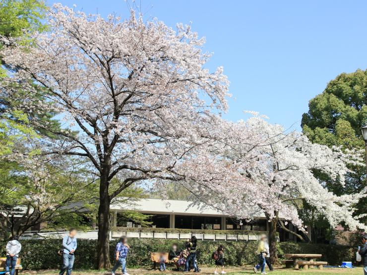 平成30年3月31日のソメイヨシノ百年の森