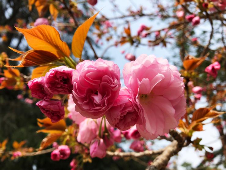 30年4月2日の八重桜4