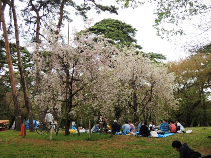 平成30年4月6日のシダレザクラ