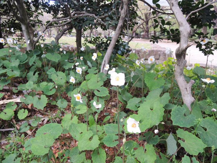 30年4月6日の白雪芥子1