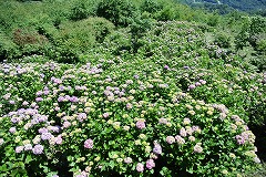 展望台付近アジサイ4割程度の色づき2枚目