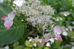 装飾花が赤いアジサイ