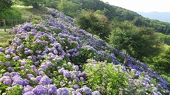 展望台付近の紫色のアジサイ