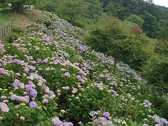 斜面の色づき8割程度