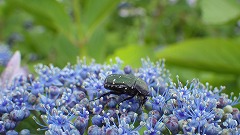 真花と虫