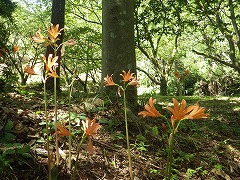 キツネのカミソリが咲いている様子