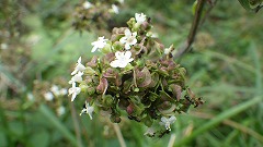 オトコエシと思われる花