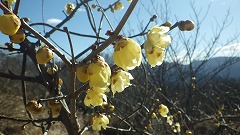 ロウバイの花とつぼみ