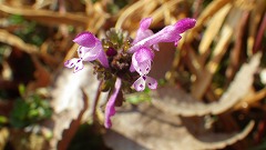 ホトケノザの花