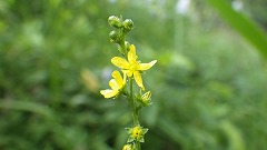 キンミズヒキの花