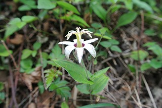 ヤマジノホトトギスと思われる花