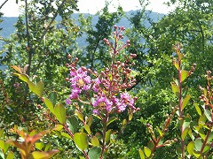 サルスベリのピンク色の花