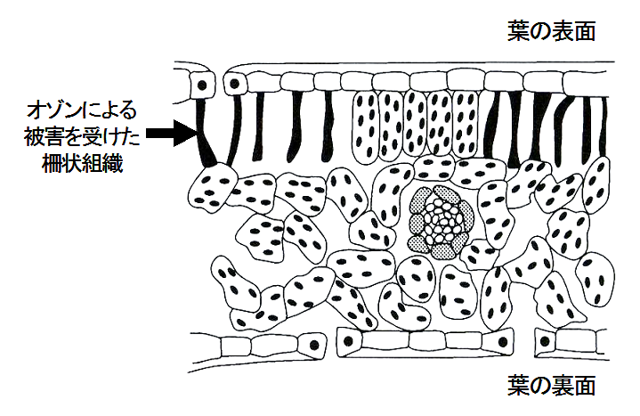 オゾン被害葉の横断面