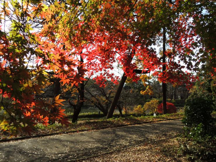 30年12月10日の紅葉2