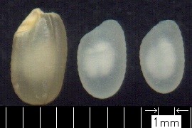 県開発酒造好適米「さけ武蔵」