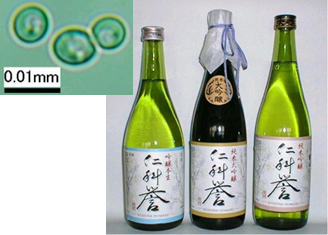 埼玉G酵母の開発