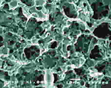 農林61号のSEM写真