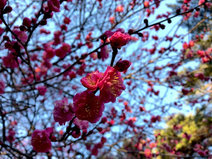 2019年2月1日の紅梅3