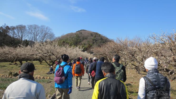 梅の林の中を歩く参加者