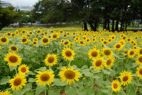 ひまわり
