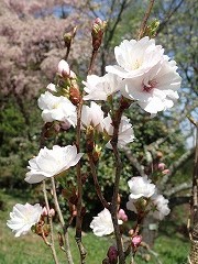 アマノガワの上向きの花開花