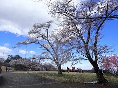 エントランスのソメイヨシノの下でお花見