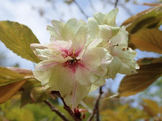 ギョイコウのうすい緑色の花