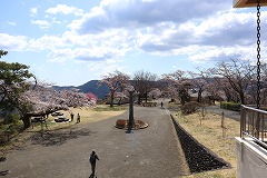 お花見日和の園内