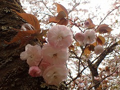 フゲンゾウの薄いピンク色